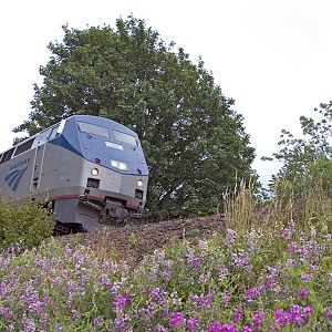 Amtrak Over Wildflowers