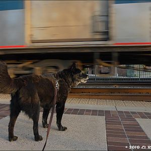 Dogs Dig Trains Too