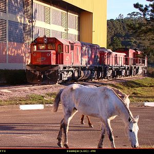 Horses