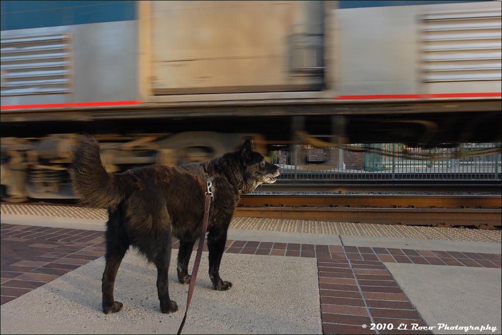 Dogs Dig Trains Too